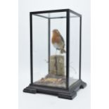 Taxidermy - Douglas Coates: late 20th century cased taxidermy Robin surrounded by realistic