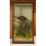 Taxidermy: A 20th century taxidermy model of a monkey sitting on a branch amongst realistic