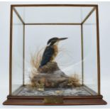 Taxidermy - Douglas Coates: cased taxidermy Kingfisher, late 20th century, Gayton Brook,