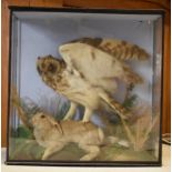 Taxidermy: a late Victorian taxidermy owl attacking a rabbit set amongst realistic foliage and