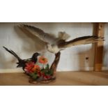 Taxidermy: a realistic vintage taxidermy scene of a magpie and a seagull (or similar fish eating