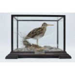 Taxidermy - Douglas Coates: vintage cased Jack Snipe November 1990 surrounded by realistic scenery