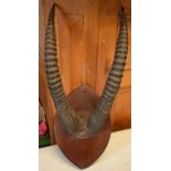 Antique pair of Antelope or similar ribbed horns mounted onto wooden shield, 67cm long inc shield.