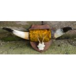 A pair of vintage Shorthorn cow horns with fur mounted onto a wooden shield with later mini deer