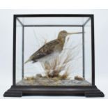 Taxidermy - Douglas Coates: cased vintage taxidermy Snipe (or similar) surrounded by realistic