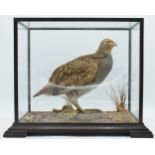 Taxidermy - Douglas Coates: cased vintage taxidermy Partridge, late 20th centruy surrounded by