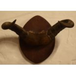 Antique mounted Buffalo horns and part skull mounted onto wooden shield, 53cm wide.