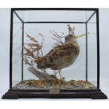 Taxidermy - Douglas Coates: cased Woodcock 1989 surrounded by realistic scenery and foliage, 38 x 23