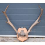 Vintage pair of stag horns mounted onto wooden shield, 75cm diameter.