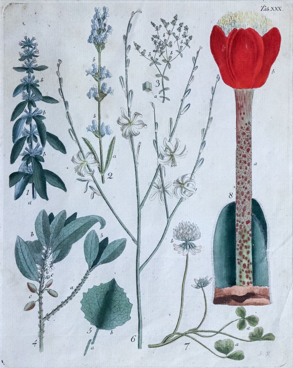Rose, Hibiscus und Wiesenpflanzen 19. Jh. - Image 3 of 3