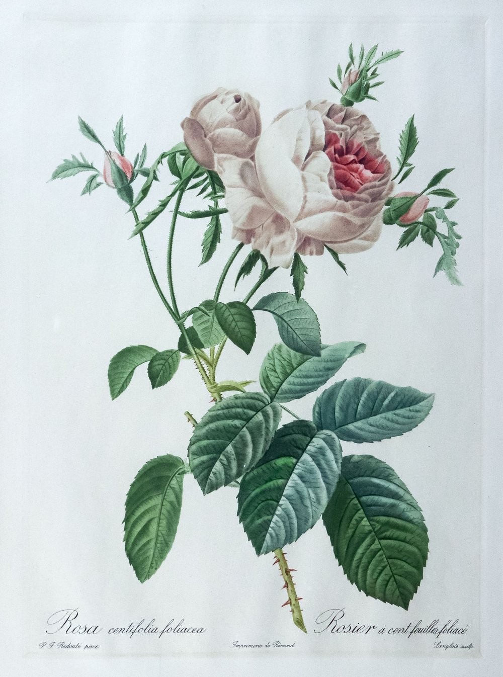 Rose, Hibiscus und Wiesenpflanzen 19. Jh.