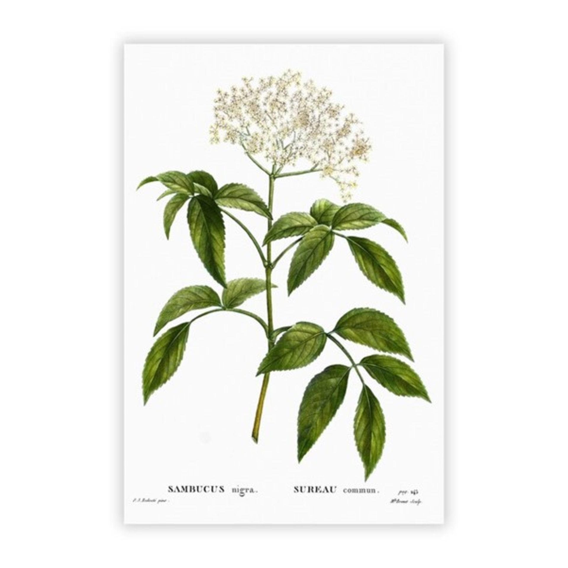 RRP £27.99 - Elderflower Tree by Pierre-Joseph Redoute - Unframed Photograph on Canvas - 59.4cm H