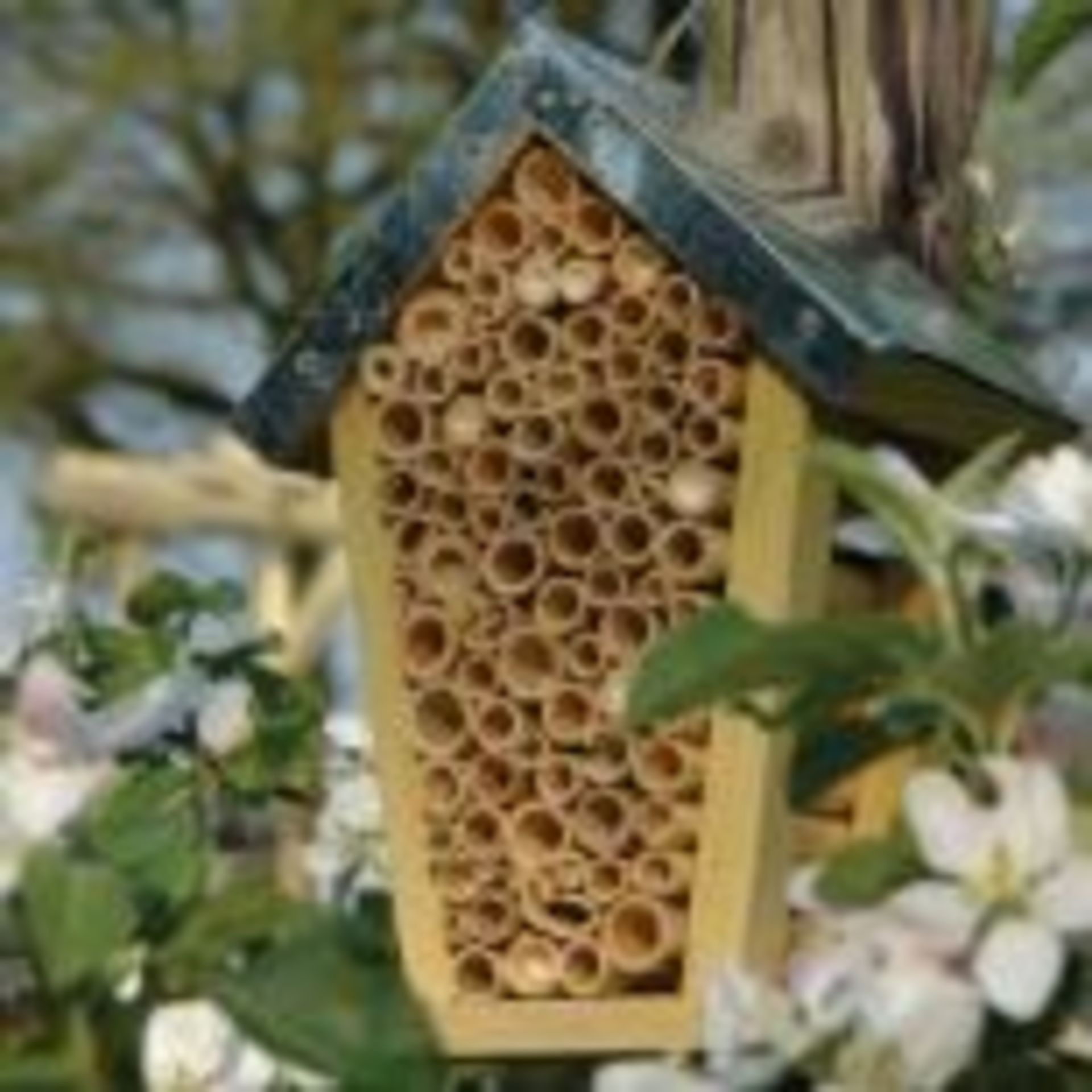 New Fallen Fruits Bee House