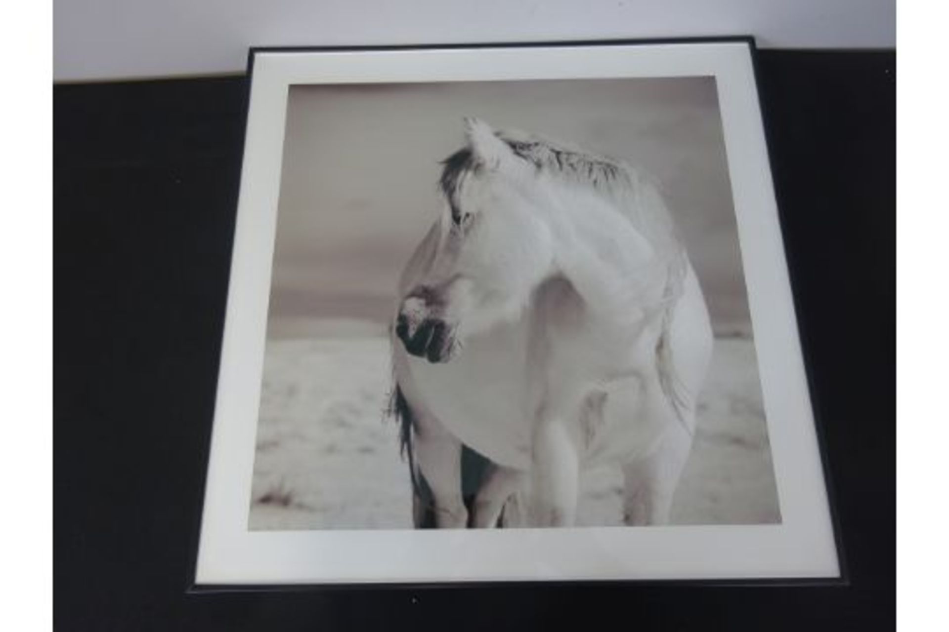 New White Horse Black Frames Print - 50 x 50cm