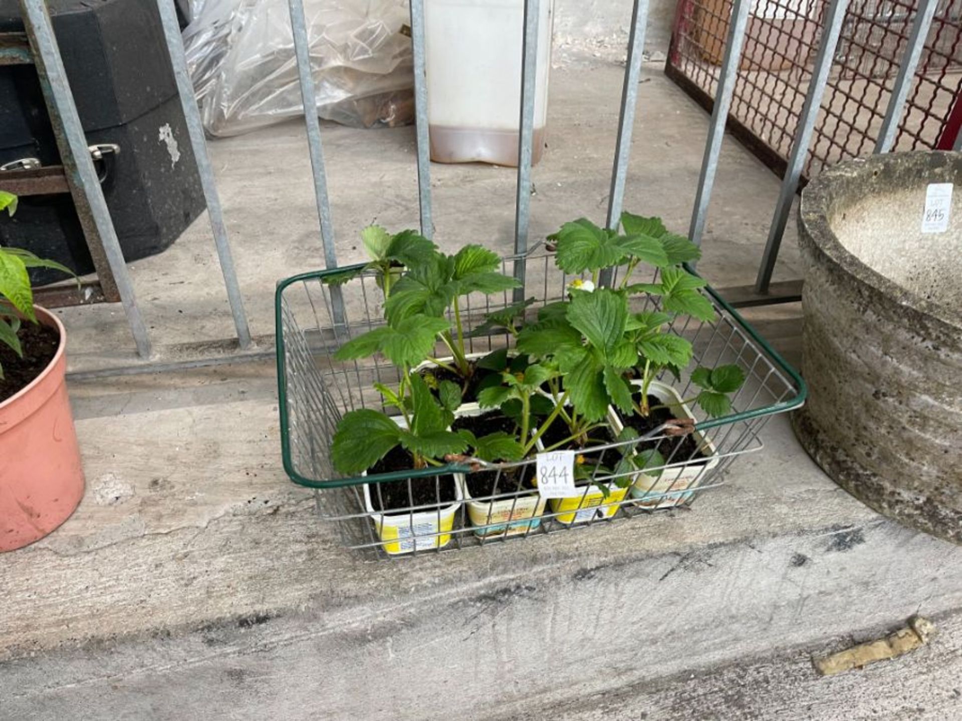 POT WITH STRAWBERRY PLANTS