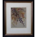 Blamey, Marjorie. Watercolour illustration depicting a Painted Lady butterfly and brambles. Signed