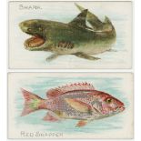 Allen & Ginter (U.S.A.) 1889, Fish from American Waters (standard size), part set 49/50, mainly G or