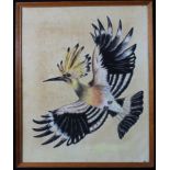 Gouache (possibly Bristol savages) study of a Hoopoe bird in flight. Unsigned. Measures approx