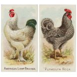 Allen & Ginter U.S.A. - Prize & Game Chickens, complete set in large pages, VG+ cat value £2000 a