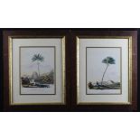 Pair of Royal Botanic Gardens - Kew, original printed illustrations of palms in their natural