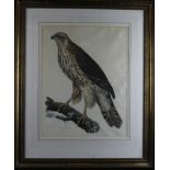 Colour engraving titled 'Young Goshawk, Male'. Plate no.XII by Prideaux John Selby 1821. Image