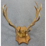 Pair of antlers mounted on a wooden shield (buyer collects)
