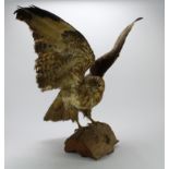 Taxidermy Kestrel with wings out stretched, mounted on a log, height 59cm approx. (buyer collects)