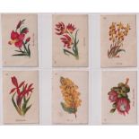 Tobacco silks, UTC (South Africa) South African Flowers 'L' size (set, 50 silks) (gd)