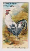 Trade card, Spratt's, Prize Poultry Series, type card, 'Silver Pencilled Hamburghs', back 'Turkey's,