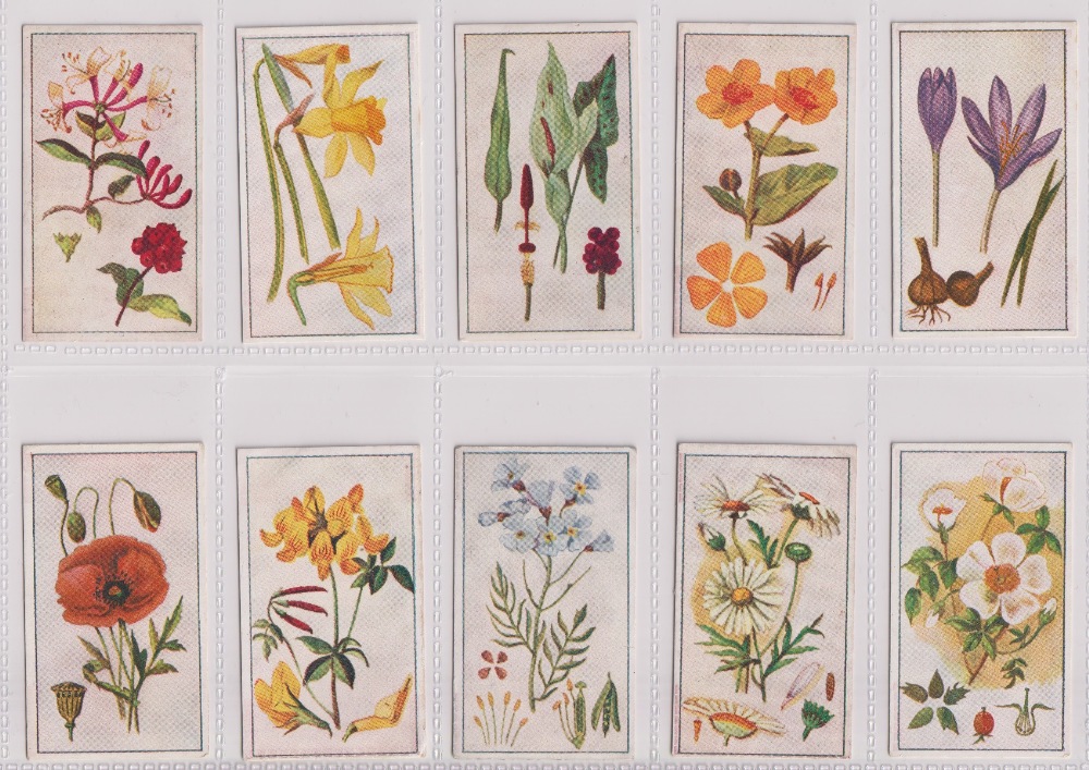 Cigarette cards, Robinson & Sons, Wild Flowers, (23/25, missing nos 8, & 22) (few with sl marks to - Image 3 of 6