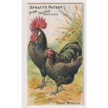 Trade card, Spratt's, Prize Poultry Series, type card, 'Black Minorcas', back 'Mr. J.T. Clarke,