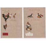 Trade cards, Suchard, Birds & Poultry Menu Cards, set of 12 XL size cards (mostly gd/vg)