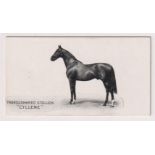 Cigarette card, Taddy, Famous Horses & Cattle, type card, no 11, Thoroughbred Stallion, '