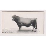 Cigarette card, Taddy, Famous Horses & Cattle, type card, no 18, Jersey Bull, 'Duke of Kent' (ex) (