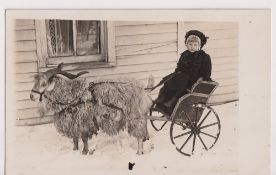 Postcard, Social history, sheep cart, RP, small girl in cart pulled by ram in snow, USA, message