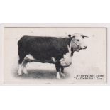 Cigarette card, Taddy, Famous Horses & Cattle, type card, no 45, Hereford Cow, 'Ladybird 2nd' (