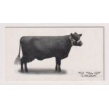 Cigarette card, Taddy, Famous Horses & Cattle, type card, no 24, Red Poll Cow, 'Chedda' (very slight