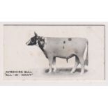 Cigarette card, Taddy, Famous Horses & Cattle, type card, no 14, Ayrshire Bull, 'All-In-Want' (