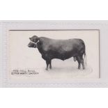 Cigarette card, Taddy, Famous Horses & Cattle, type card, no 4, Red Poll Bull, Letton Vanity Davyson