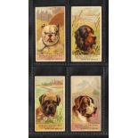 Cigarette cards, USA, H. Ellis & Co, Breeds of Dogs, 4 cards, ALL 'Triplex Cigarettes' with captions