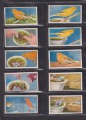 Trade cards, Hyde's, Canary Culture (78/80, missing nos 9, 43 plus 14 duplicates) (gen gd) (92)