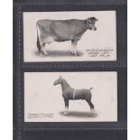 Cigarette cards, Taddy, Famous Cattle Horses & Cattle, two type cards, no 1 The Great American