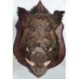 A massive taxidermy wild boar head, mounted on an oak shield, height 75cm.