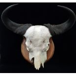 A buffalo skull and horns mounted on an oak shield, height 60cm, width 72cm.