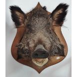 A large taxidermy wild boar head, mounted on an oak shield, height 60cm.
