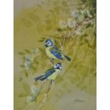 JAN BOWLES Blue Tits Watercolour Signed Framed and glazed Picture size 28 x 21cm Overall size 43 x