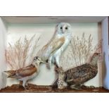 Taxidermy - W.H. Vingoe, Penzance, a three bird group in a naturalistic setting, comprising of a