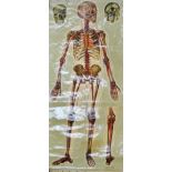 Anatomical/medical chart - A polychrome and linen backed poster showing human bones and nerves,
