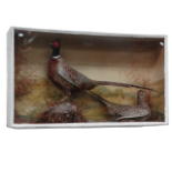 Taxidermy - A pair of pheasants, cock and hen in naturalistic setting in glazed case