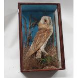 Taxidermy - A barn owl, set within a naturalistic setting, glazed case, height 44cm, width 28cm,